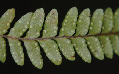 Ceradenia margaritata