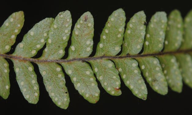 Ceradenia margaritata