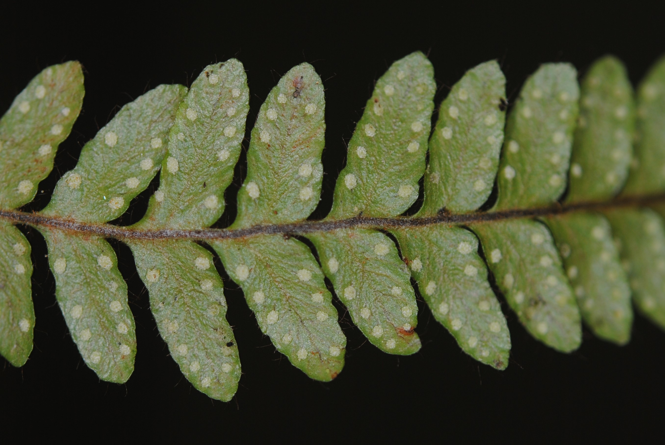 Ceradenia margaritata