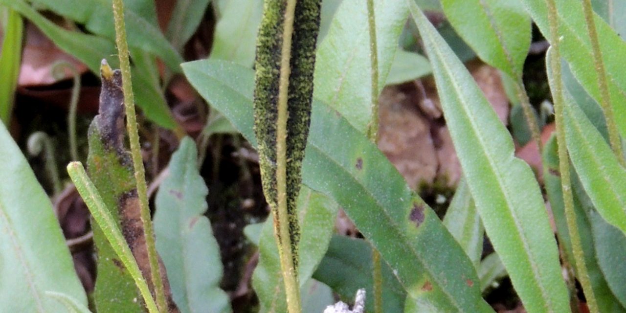 Elaphoglossum potosianum