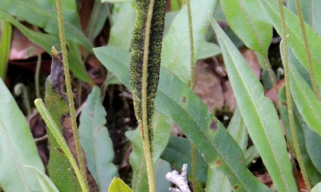 Elaphoglossum potosianum