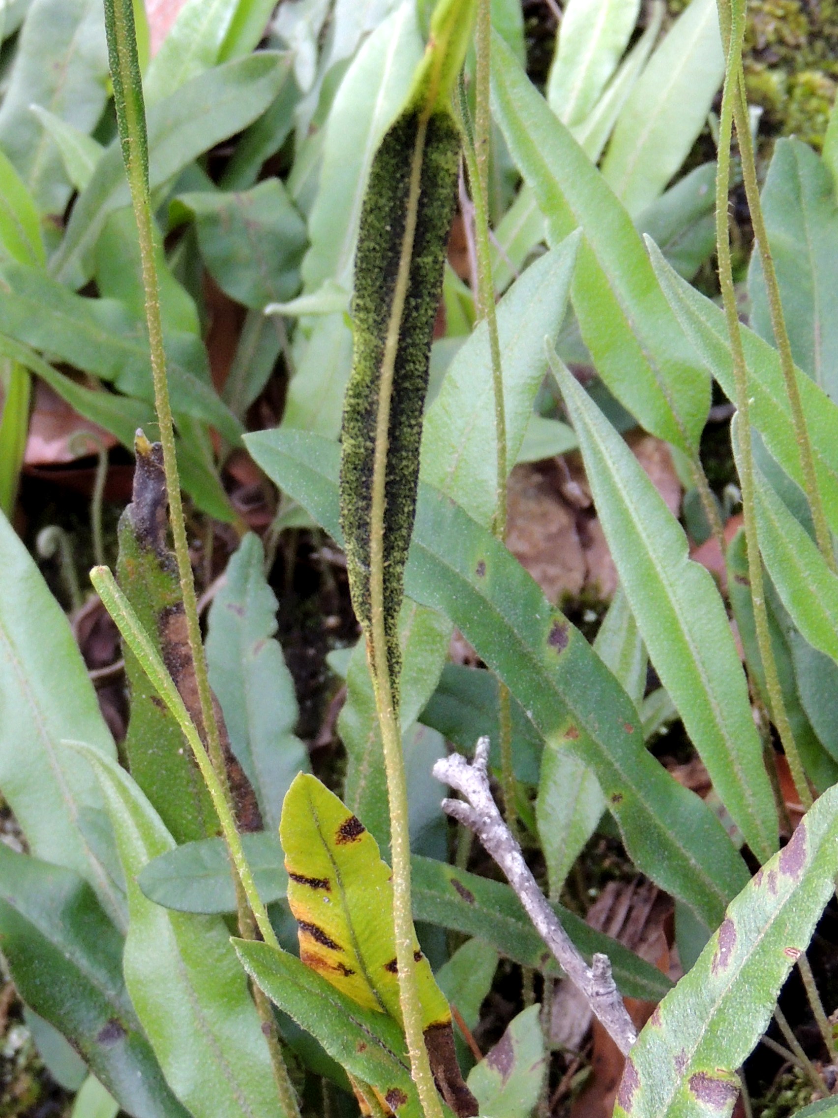 Elaphoglossum potosianum