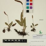Elaphoglossum muelleri