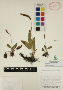 Elaphoglossum_ muelleri_GASC5905 - copia