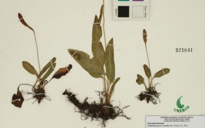 Elaphoglossum muelleri