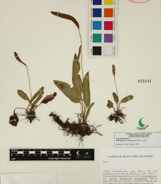 Elaphoglossum muelleri