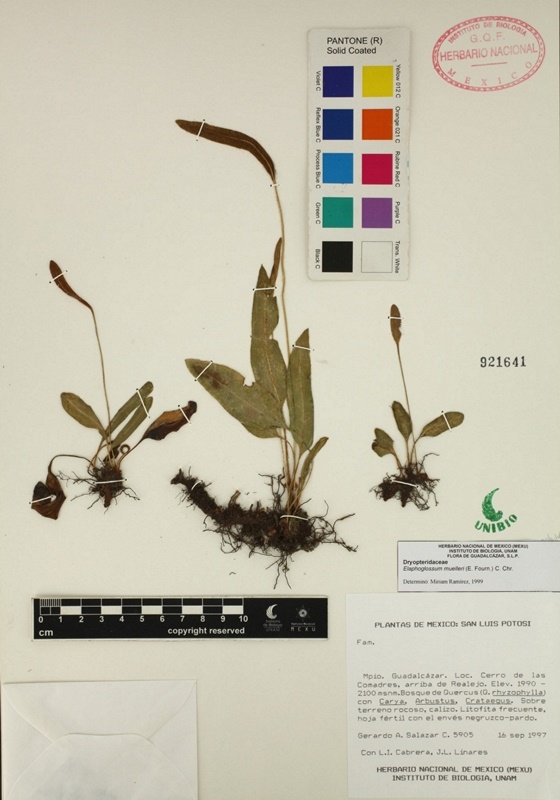 Elaphoglossum muelleri