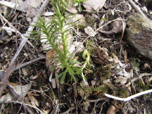 A small, two-branched green plant in the center of the photo sprouts from a V-shaped gemma.