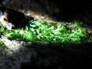 A mass of thalloid material, like strips of lettuce, occupies a brightly-lit rock crevice.