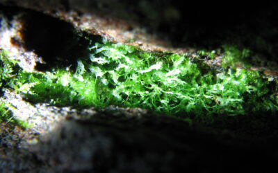 Vittaria appalachiana