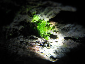 A rock crevice is brightly lit in the center, revealing a thalloid plant with a few tiny leafy stems emerging around it.