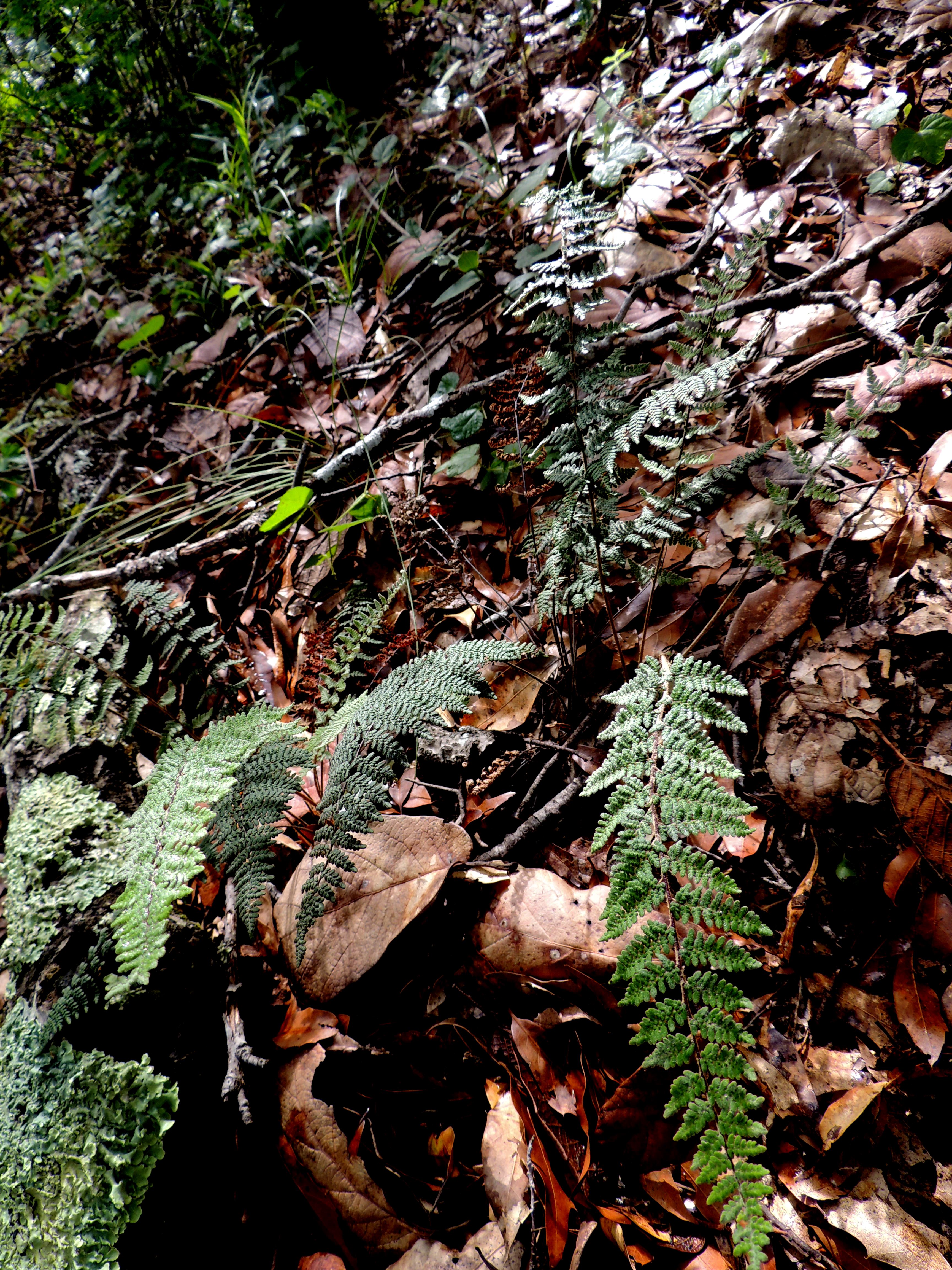 Notholaena schaffneri