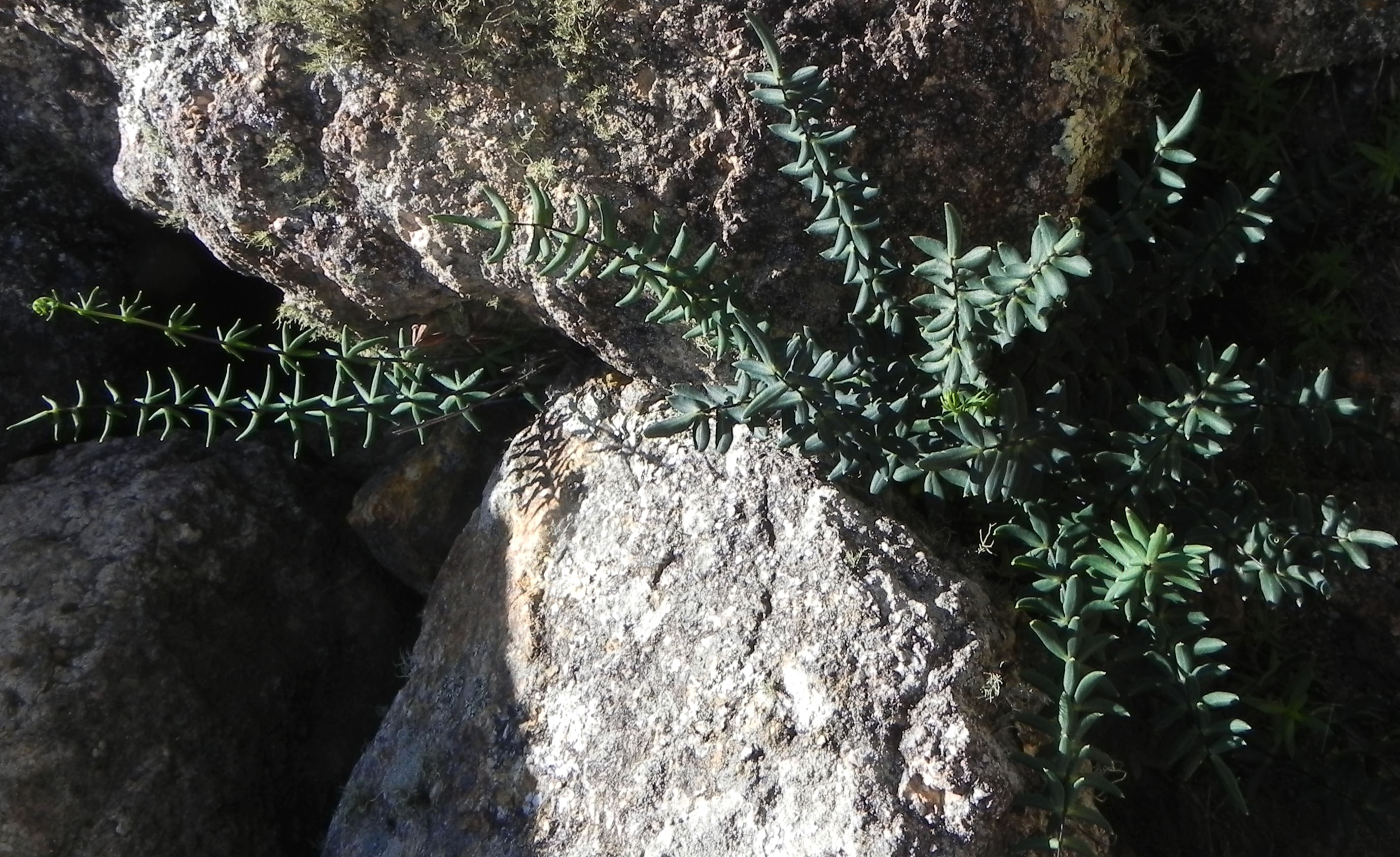 Pellaea ternifolia