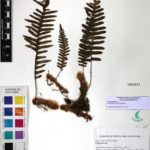 Polypodium martensii