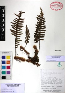 Polypodyum_martensii_GASC5893