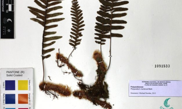 Polypodium martensii