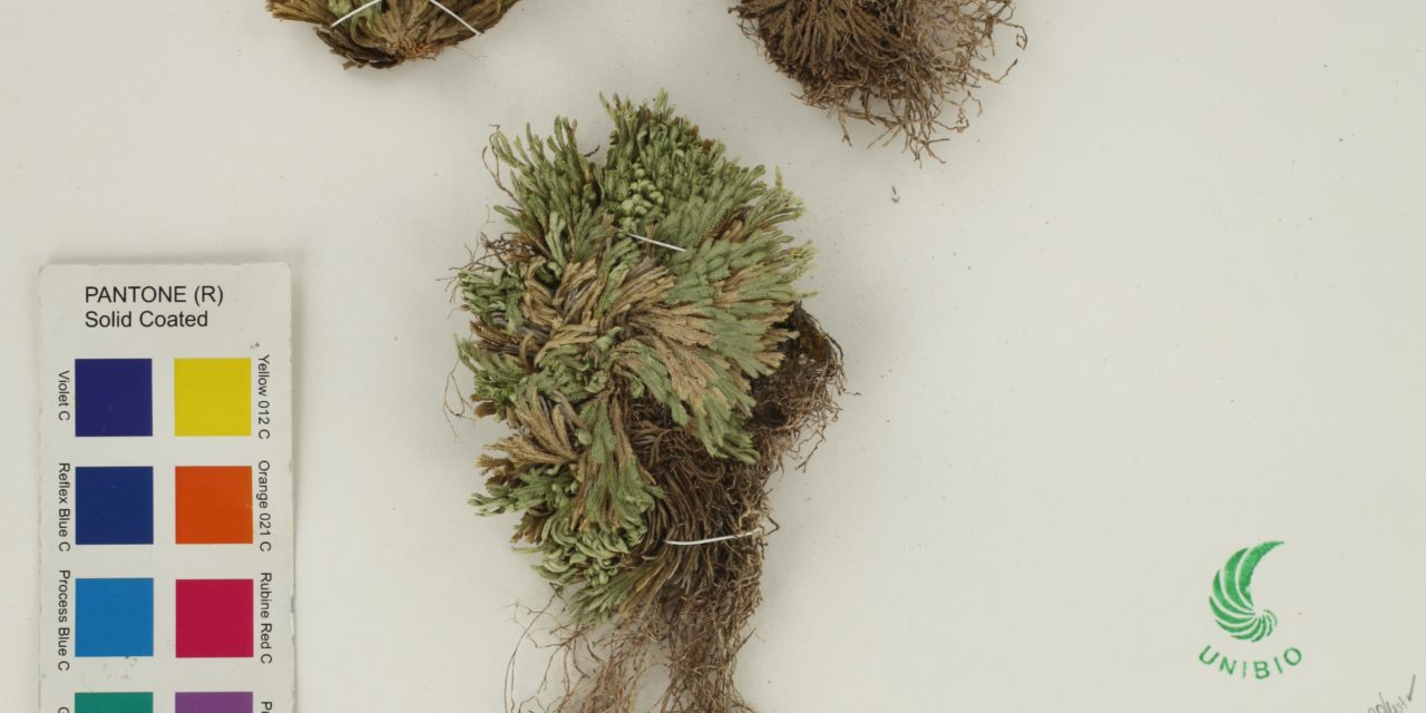 Selaginella pilifera