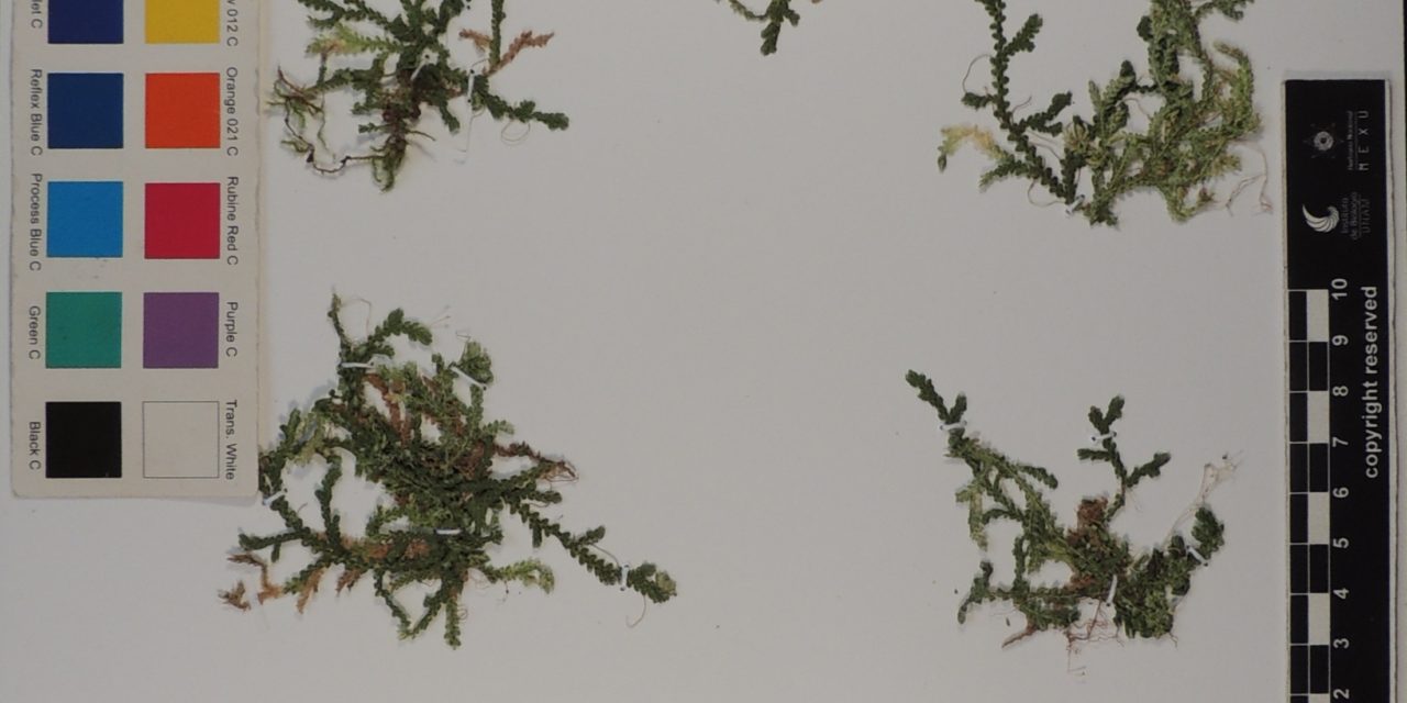 Selaginella reflexa