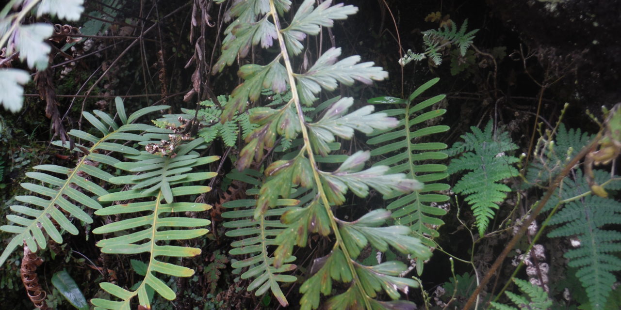 Asplenium praemorsum