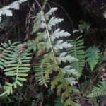 Asplenium praemorsum