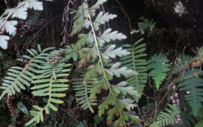Asplenium praemorsum
