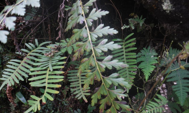 Asplenium praemorsum