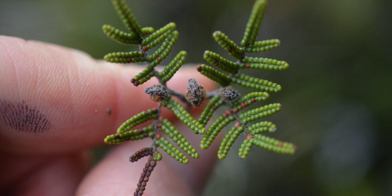 Gleichenia alpina