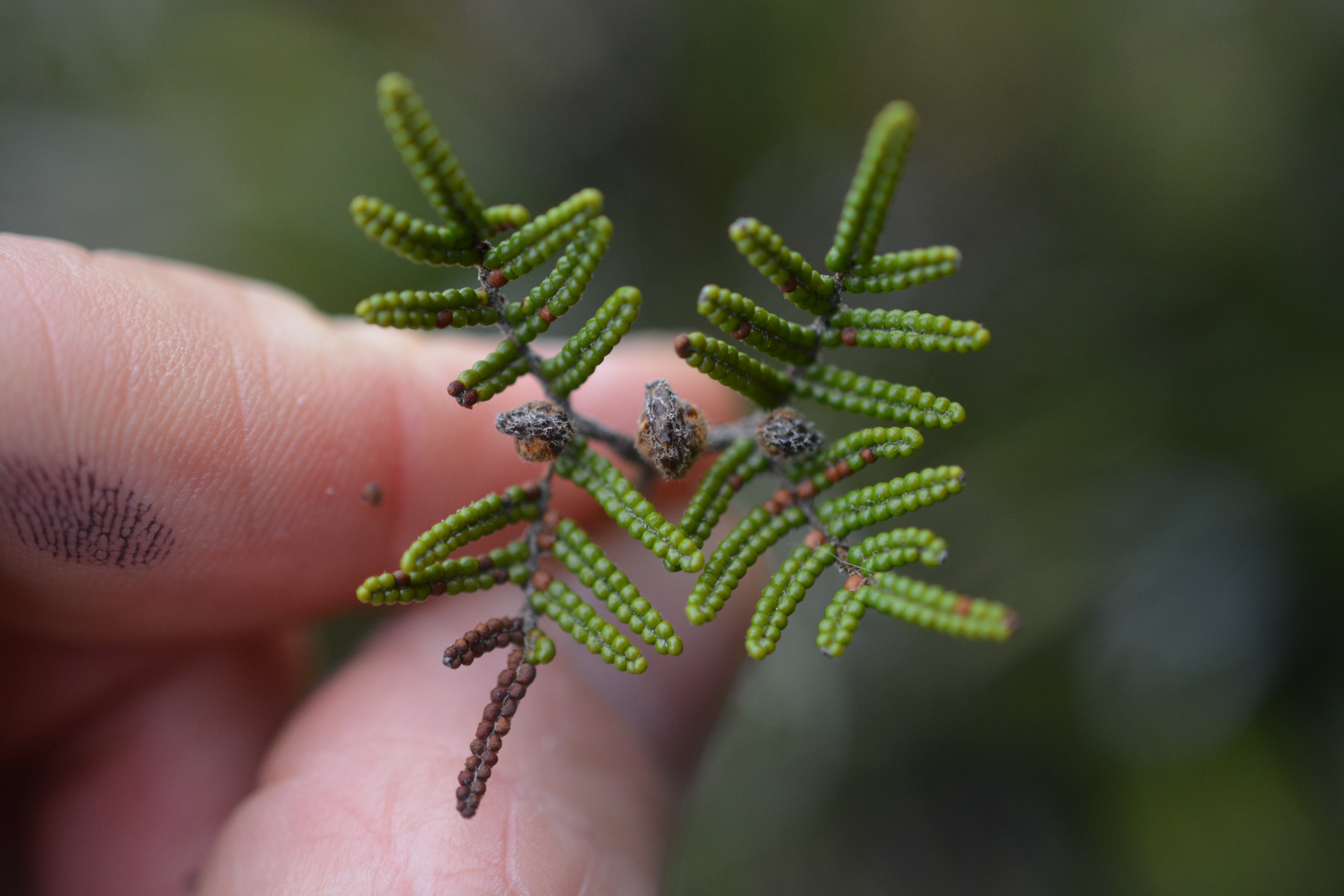 Gleichenia alpina