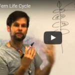 Eddie Watkins discusses the fern life cycle in Costa Rica