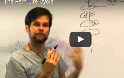 Eddie Watkins discusses the fern life cycle in Costa Rica