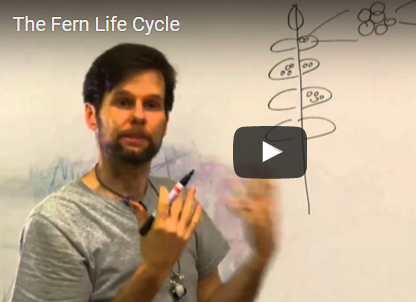 Eddie Watkins discusses the fern life cycle in Costa Rica
