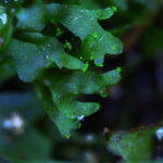 Hymenophyllum rarum