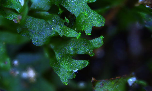 Hymenophyllum rarum