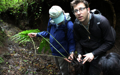 Dennstaedtia obtusifolia