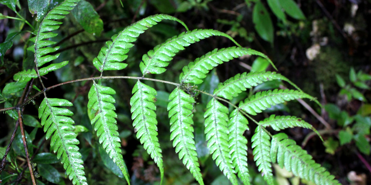 Pteris muricata