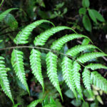 Pteris muricata