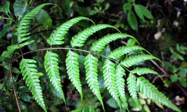 Pteris muricata