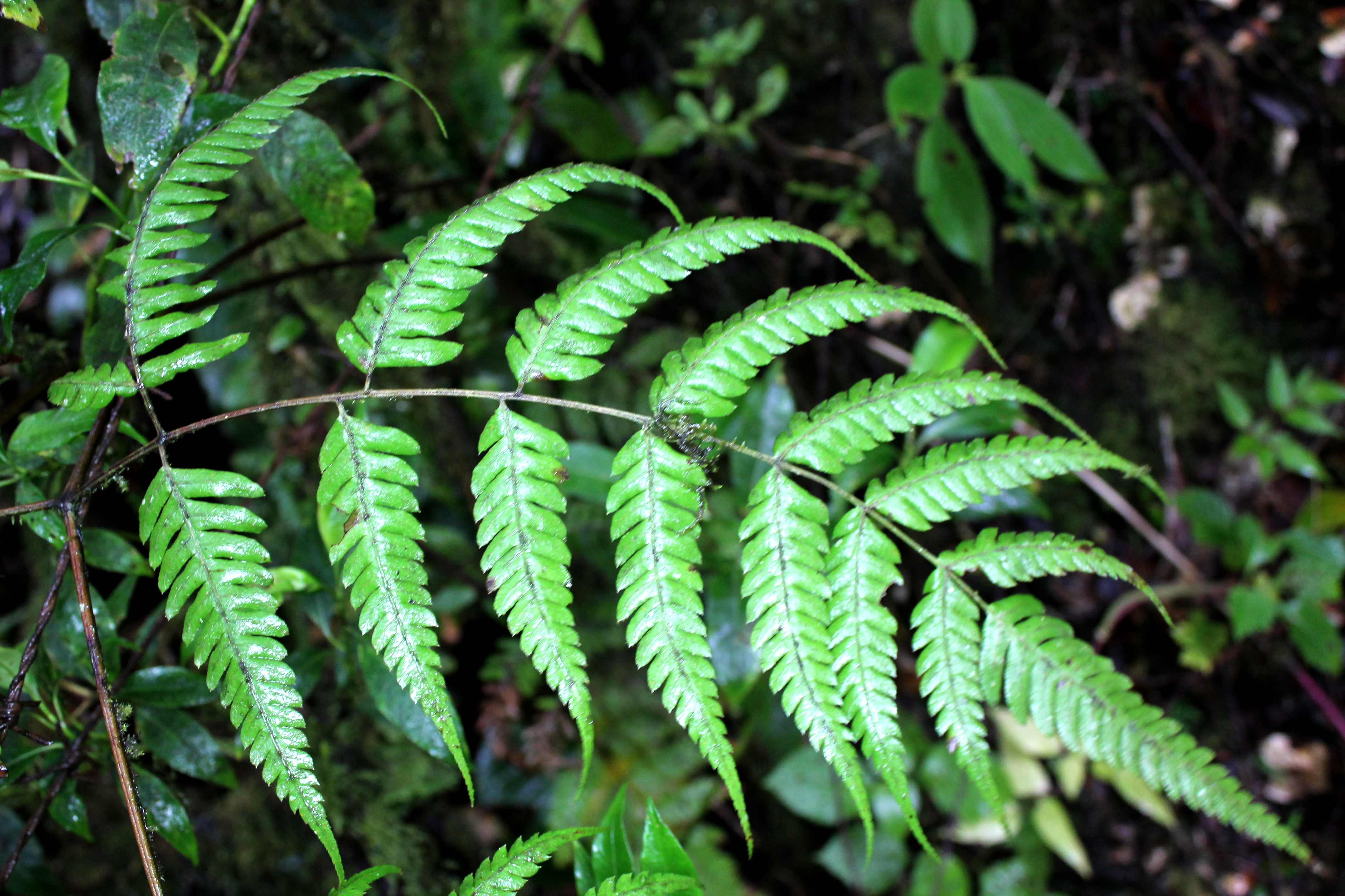 Pteris muricata