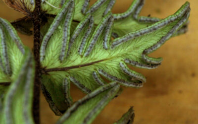 Mildella intramarginalis