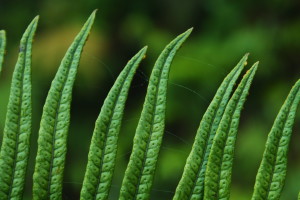 Serpocaulon obscurinervium D. Sanín