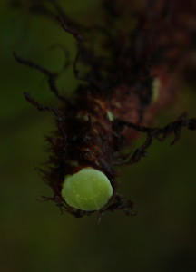 Serpocaulon obscurinervium D. Sanín