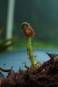 Serpocaulon obscurinervium D. Sanín