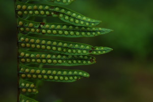 Serpocaulon obscurinervium D. Sanín