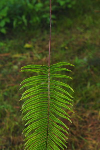 Serpocaulon obscurinervium D. Sanín