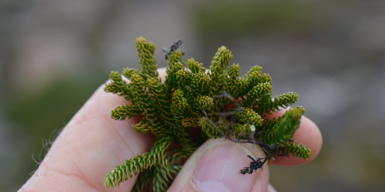 Austrolycopodium fastigiatum