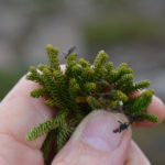 Austrolycopodium fastigiatum