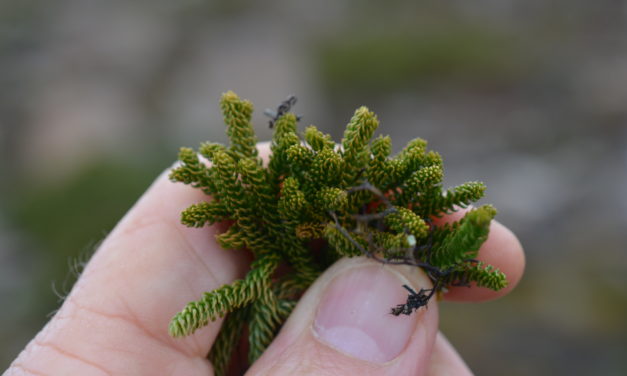 Austrolycopodium fastigiatum