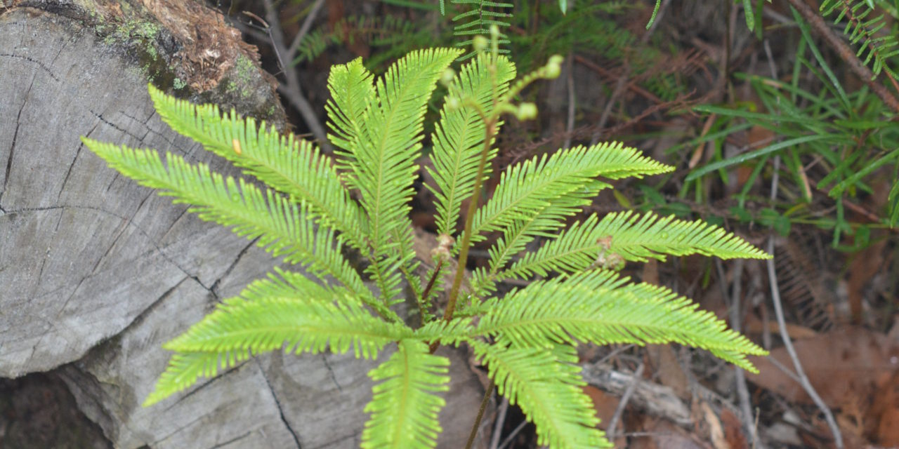 Sticherus flabellatus