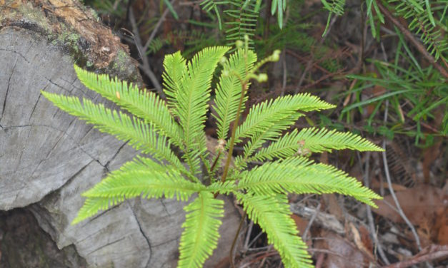 Sticherus flabellatus