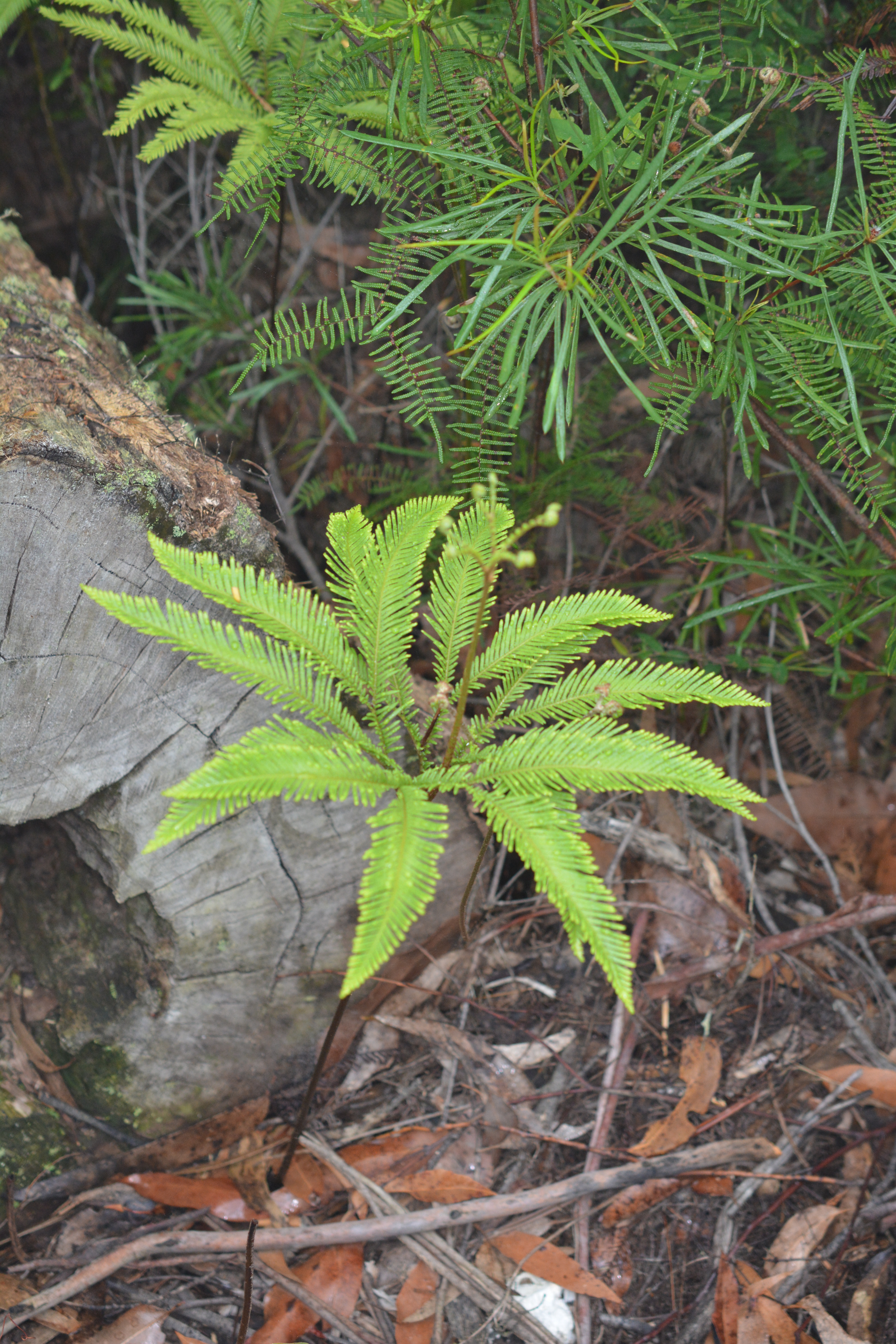 Sticherus flabellatus